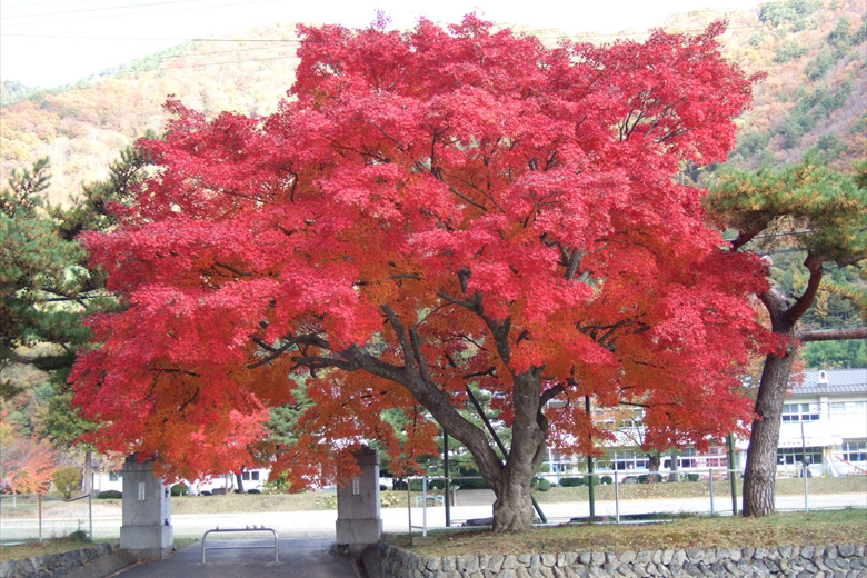 Maple Tree of Ogawa Elementary School