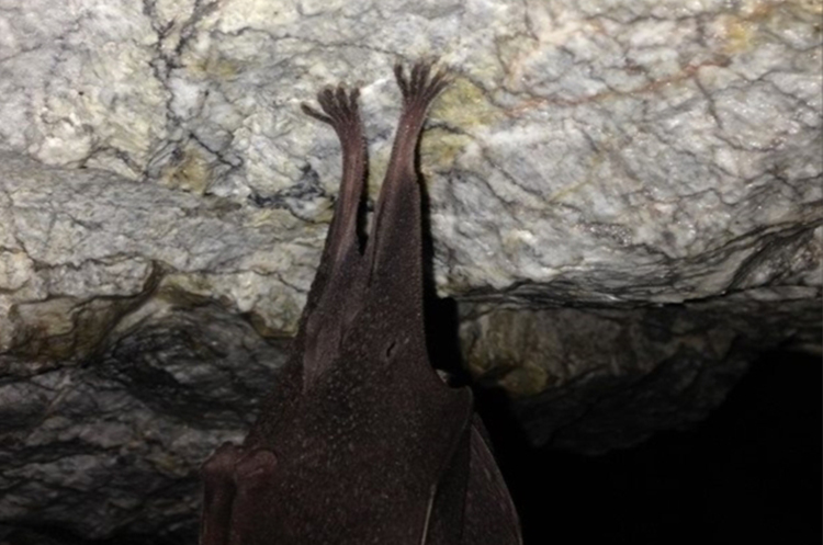 Hibernation of Bats