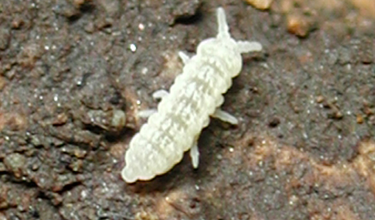 Aphoromma nuda Yosii (Springtails)